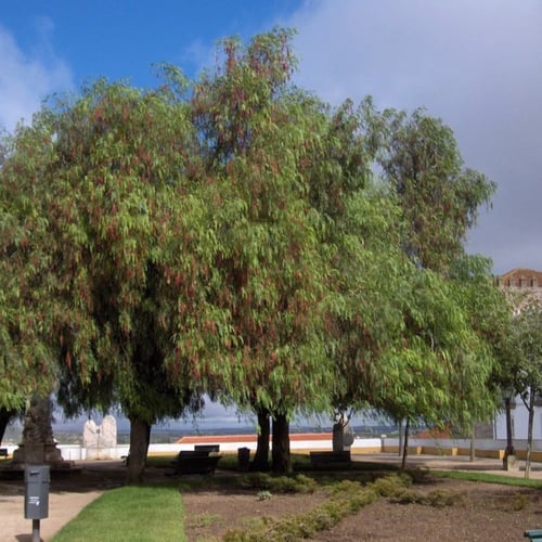 بذور شجرة الفلفل البيروفي ( Schinus molle )