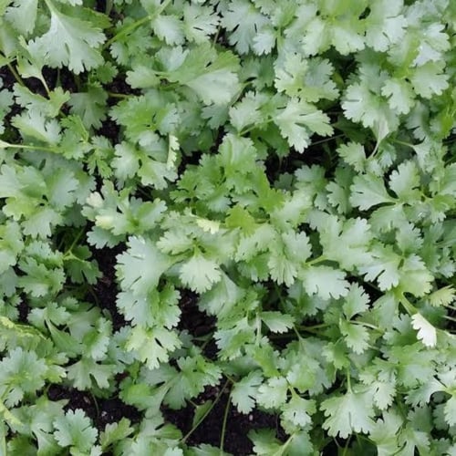 بذور نبات الكزبرة ( Coriandrum sativum )