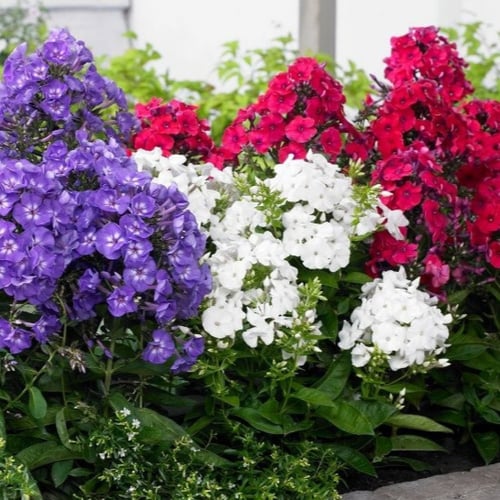 بذور زهرة القبس - الفلوكس ( Phlox )