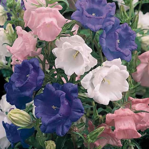 بذور زهرة كامبانيولا المزدوجة ( campanula medium )