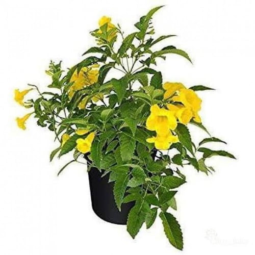 ‫بذور شجرة تيكوما ستانس‬ ( Tecoma Stans )