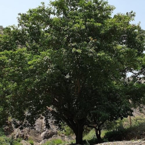 بذور شجرة الثعب - ترمناليا بروني ( Terminalia Brow...