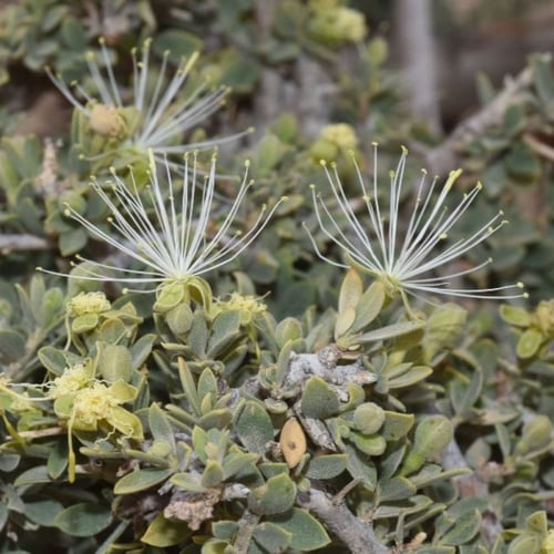 بذور شجرة السرح ( Maerua Crassifolia )