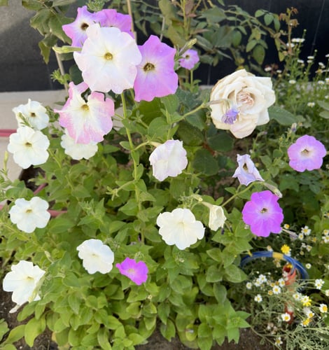 بذور زهرة البيتونيا ( petunia hybrida )