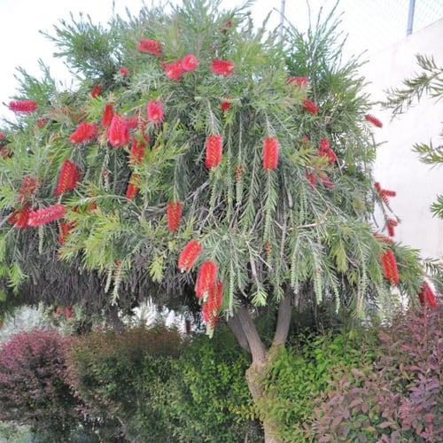 بذور فرشاة‬ ‫الزجاج‬ ‫( Callistemon Viminalis )