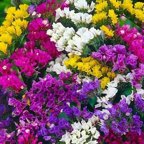 بذور زهور العويذران - ستاتيس - ليمونيوم ( Limonium...