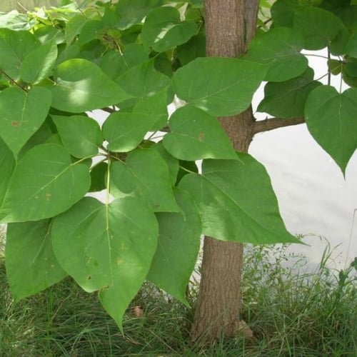 بذور شجرة الكاتالبا الشمالية ( Catalpa speciosa )
