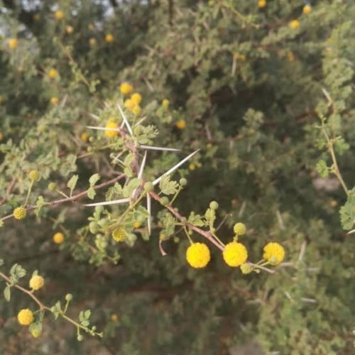بذور شجرة السلم ( Acacia ehrenbergiana )