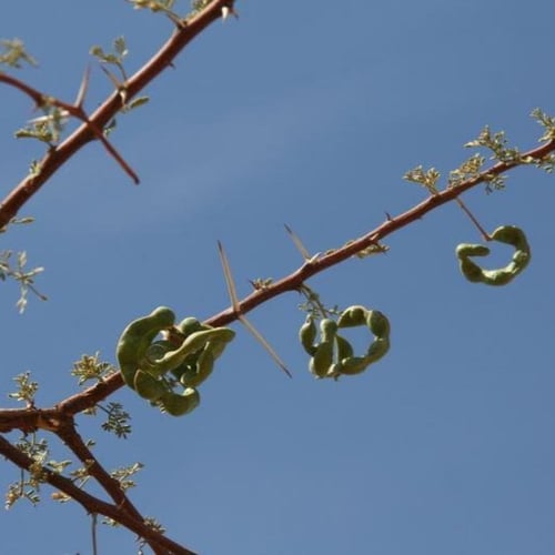 بذور الطلح الافريقي - رديانا ( Acacia raddiana )