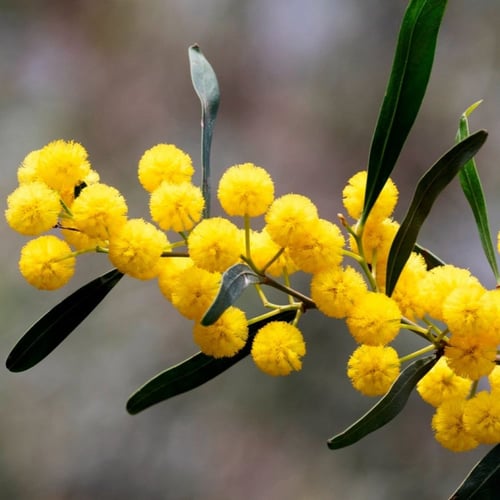‫بذور شجرة اكاسيا ساليجنا‬ ( Acacia saligna )