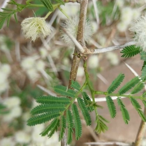 بذور سنط - طلح السيال ( Acacia johnwoodii )