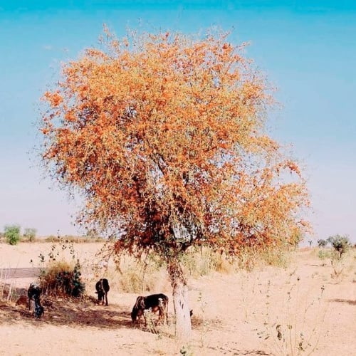بذور شجرة الفرفارة ( Tecomella undulata )