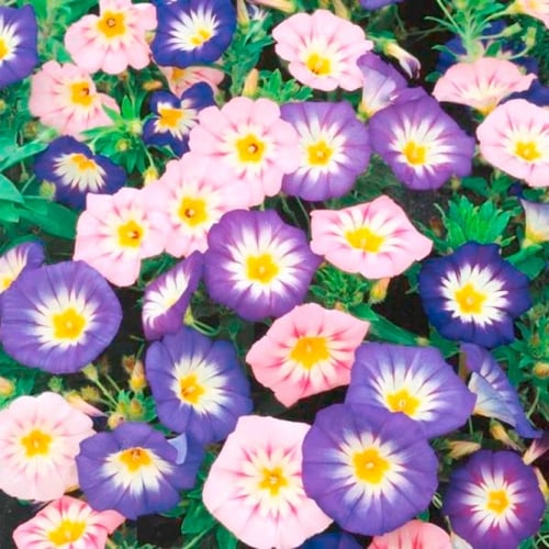 بذور اللبلاب ثلاثي الألوان - مجد الصباح قزمي ( Con...