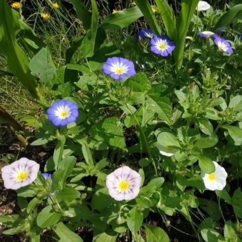 بذور اللبلاب ثلاثي الألوان - مجد الصباح قزمي ( Con...