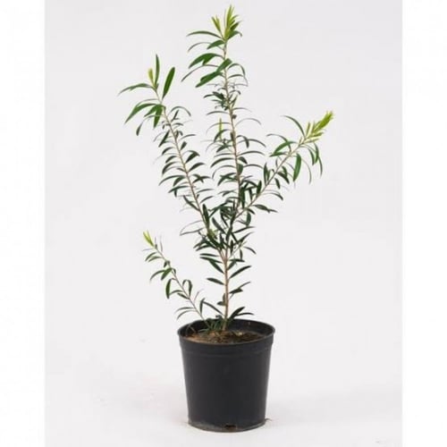 بذور فرشاة‬ ‫الزجاج‬ ‫( Callistemon Viminalis )