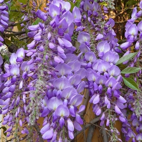 بذور شجرة ويستيريا البنفسجية ( Wisteria sinensis )