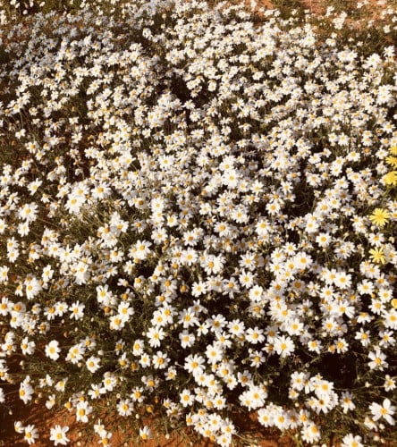 بذور القحويان - الاقحوان البري ( anthemis deserti...