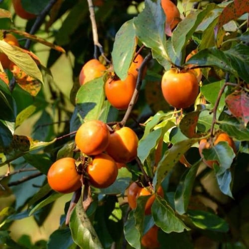 بذور فاكهة الكاكا ( Diospyros virginiana )