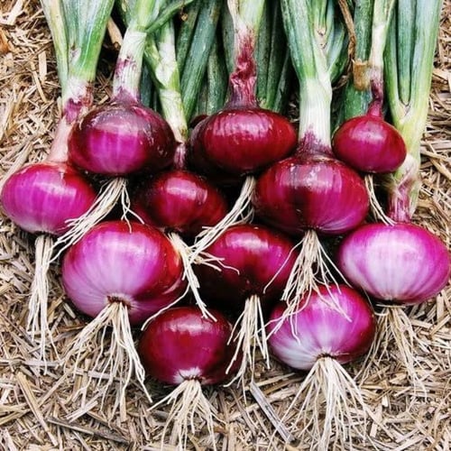 بذور البصل الأحمر ( Allium cepa )