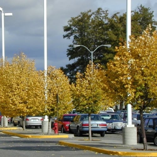 بذور شجرة الزيزفون الفضي ( Tilia tomentosa )