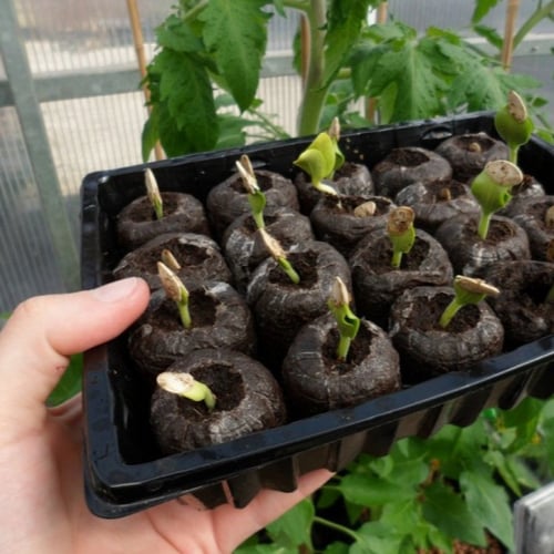 أقراص تربة زراعية ( Jiffy Peat Pellets )