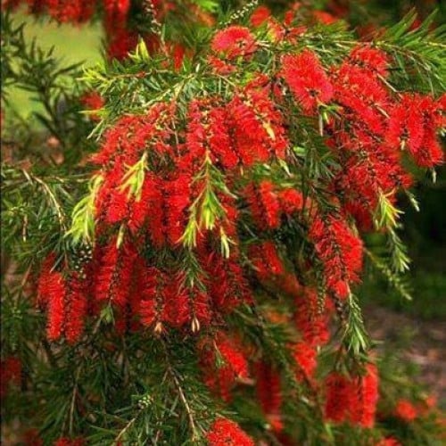بذور فرشاة‬ ‫الزجاج‬ ‫( Callistemon Viminalis )