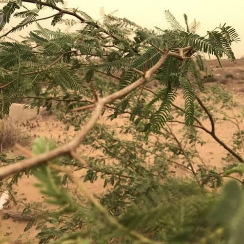 بذور شجرة السلم ( Acacia ehrenbergiana )