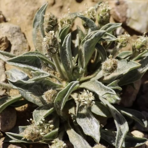 بذور عشبة القريطا - ربلة الوعر ( Plantago ciliata...