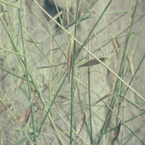 بذور شجيرة المرخ ( Leptadenia pyrotechnica )