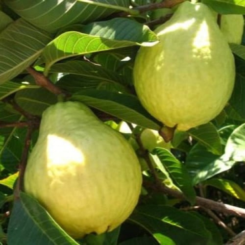 بذور الجوافة الصفراء ( Psidium guajava )