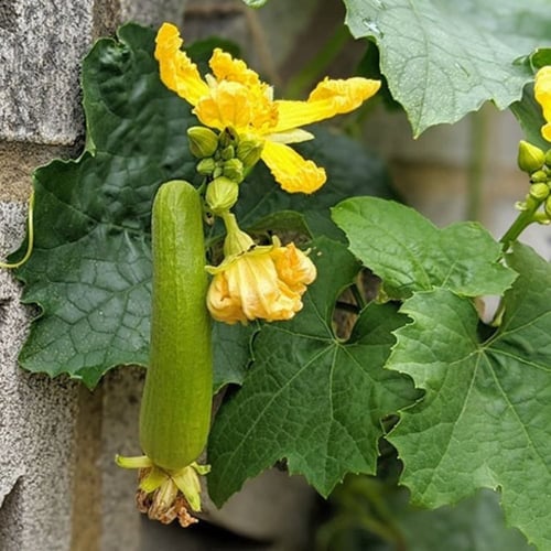 بذور متسلقة الليف - اللوف ( Luffa )