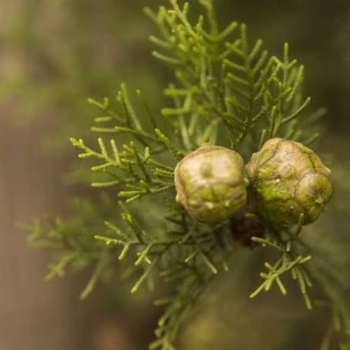 بذور شجرة‬ ‫السرو‬ البلدي ‫( Cupressus )