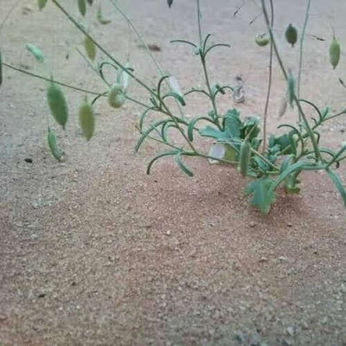 بذور عشبة القليقلان ( Savignya Parviflora )