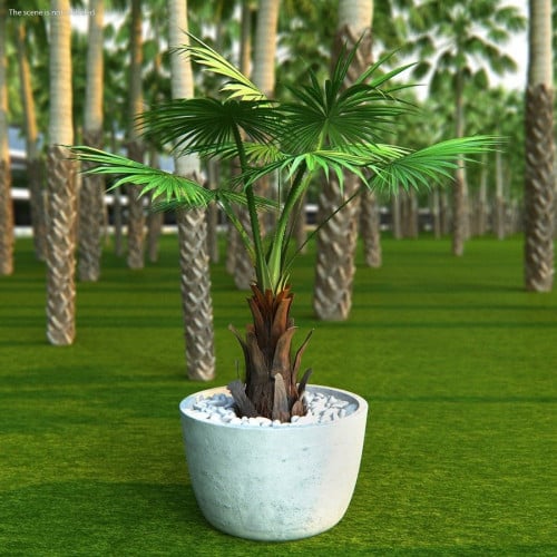 بذور نخيل واشنطوني - ‫برتشارديا‬ ( Washingtonia )