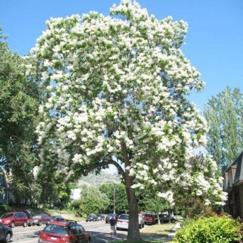 بذور شجرة الكاتالبا الشمالية ( Catalpa speciosa )
