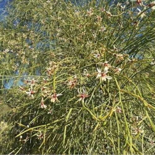 بذور شجرة اليسر - البان العربي - المورينجا العربي...