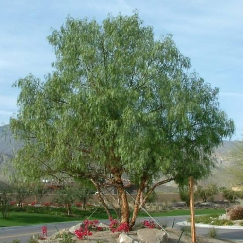 بذور شجرة الفلفل البيروفي ( Schinus molle )