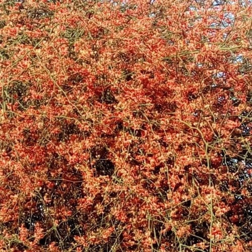 بذور شجرة التنضب النادرة - الكرز البري ( Capparis...