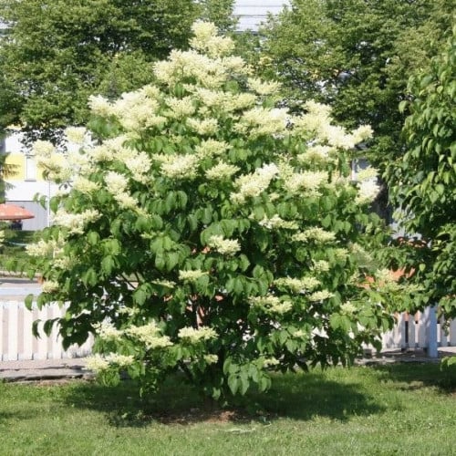 بذور شجيرة الليلك اليابانية ( syringa amurensis )