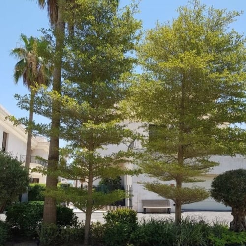 بذور شجرة ترمناليا منتالي ( Terminalia mantaly )