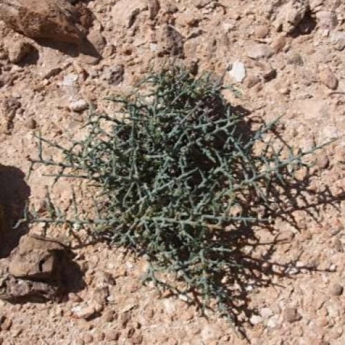 بذور عشبة الحديدة - الطحيان ( Halothamnus bottae )