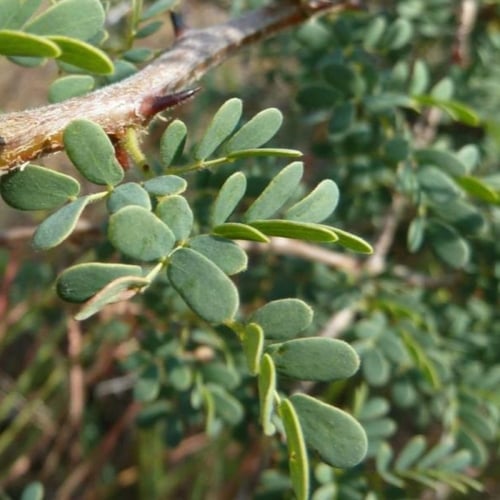 بذور شجرة الطلح العسلي - الضبة ( Acacia mellifera...