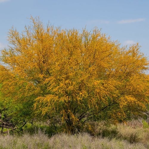 بذور شجرة طلح الفتنة ( Acacia farnesiana )