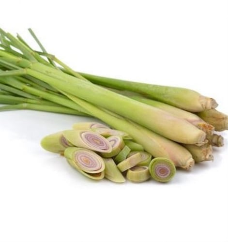 بذور عشبة الليمون العطرية ( Cymbopogon citratus )