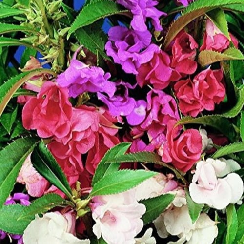 ‫بذور زهرة بلسمينا ( Impatiens balsamina )