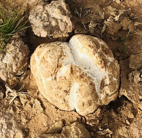 بذور الرقروق - القصيص ( Helianthemum )