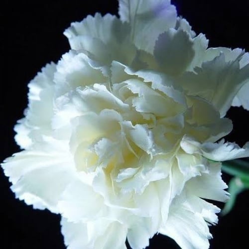‫بذور زهرة القرنفل الأبيض ( Dianthus caryophyllus...