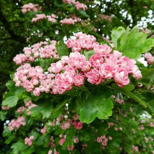 بذور شجرة الزعرور الانجليزي ( Crataegus laevigata...