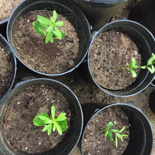 بذور شجرة الأرجان - الأركان ( Argania spinosa )