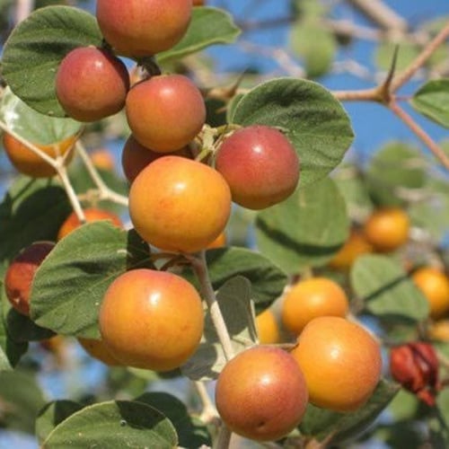 بذور السدر البلدي ( Ziziphus spina-christi )